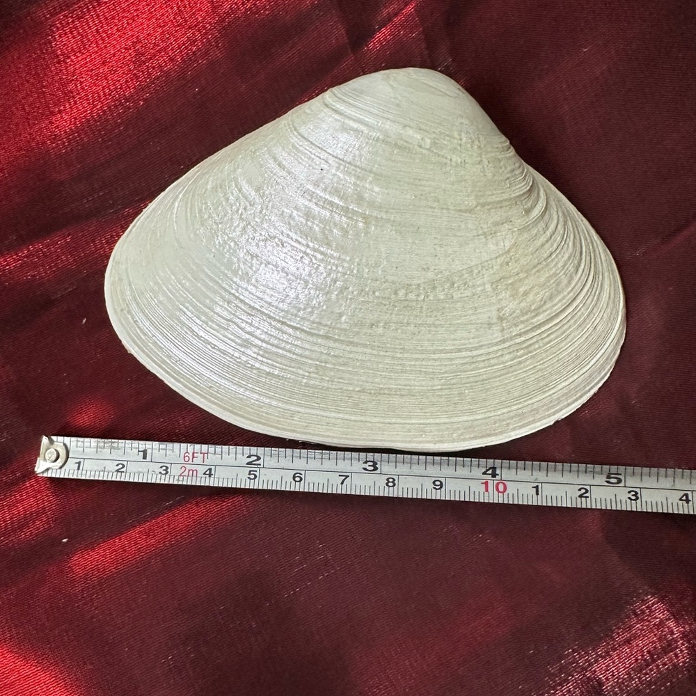Home made Decorative Shell Dish - Picture 3 of 3